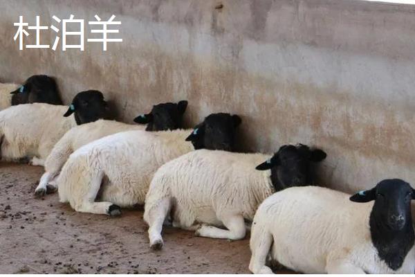 养羊的技术要点，以精饲为主可快速育肥