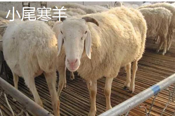 养羊的技术要点，以精饲为主可快速育肥