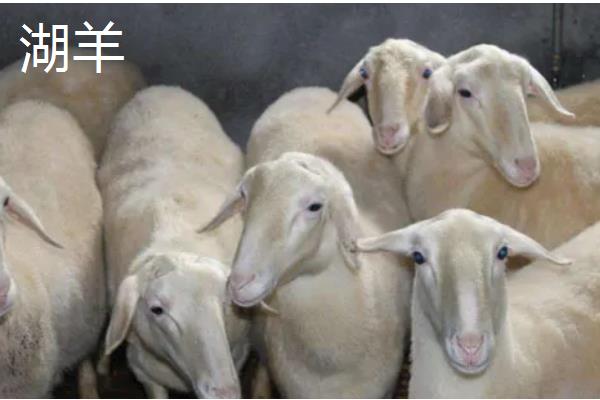 养羊的技术要点，以精饲为主可快速育肥