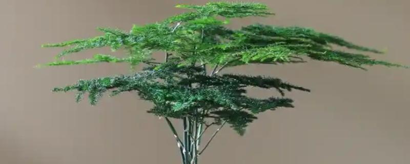 怎么养文竹小苗，选择透气性好的花盆养殖