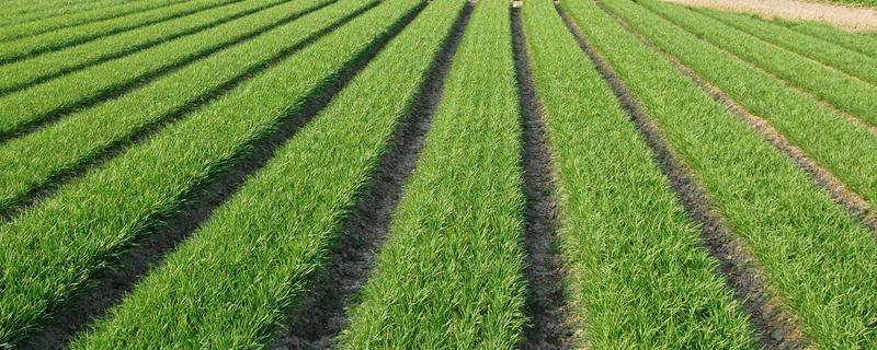 韭菜出现白斑如何处理，要及时剪去有白斑的叶子