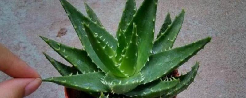芦荟怎么栽培，通常5-10天浇一次