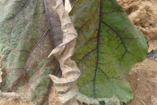 茄子为什么会干叶,可能是发生了斑枯病、褐斑病等病害