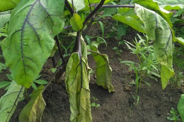 茄子为什么会干叶,可能是发生了斑枯病、褐斑病等病害