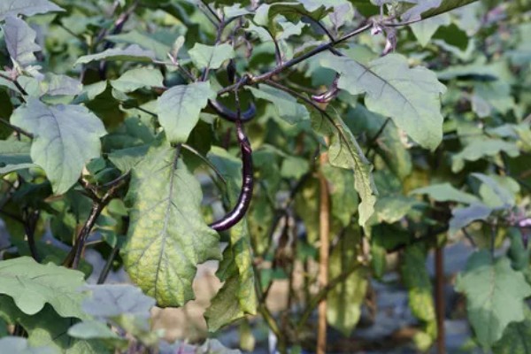 茄子为什么会干叶,可能是发生了斑枯病、褐斑病等病害