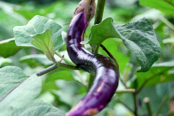 茄子为什么会干叶,可能是发生了斑枯病、褐斑病等病害