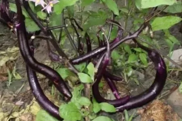 茄子为什么会干叶,可能是发生了斑枯病、褐斑病等病害