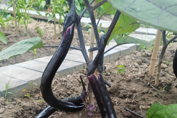 茄子为什么会干叶,可能是发生了斑枯病、褐斑病等病害