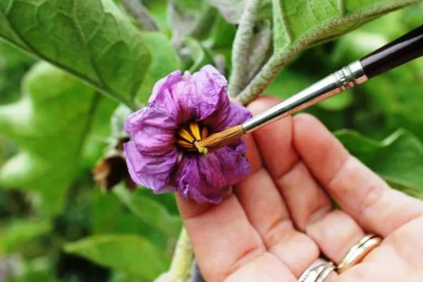 茄子怎么人工授粉，可以用毛笔、授粉器授粉