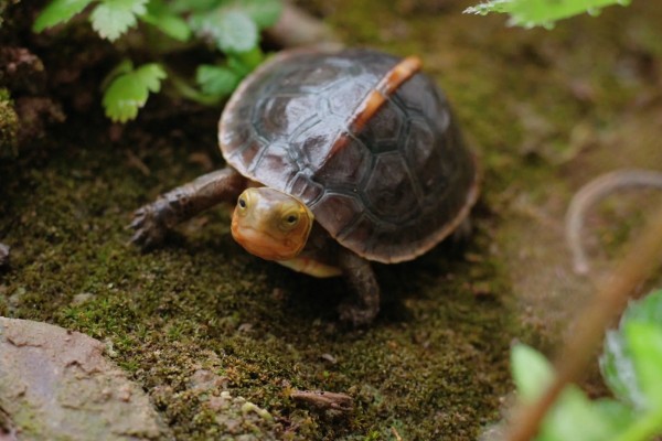 黄缘闭壳龟是什么龟，又被称为黄缘盒龟