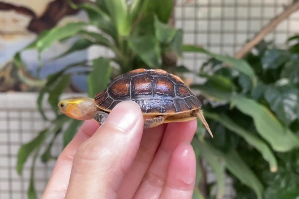 黄缘闭壳龟是什么龟，又被称为黄缘盒龟