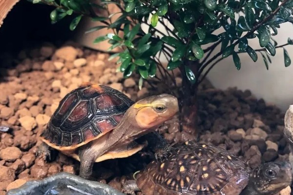 黄缘闭壳龟是什么龟，又被称为黄缘盒龟