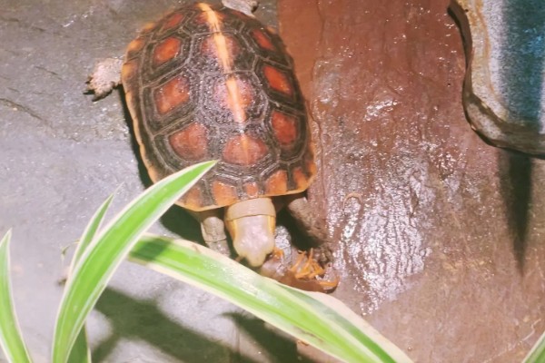 黄缘闭壳龟是什么龟，又被称为黄缘盒龟