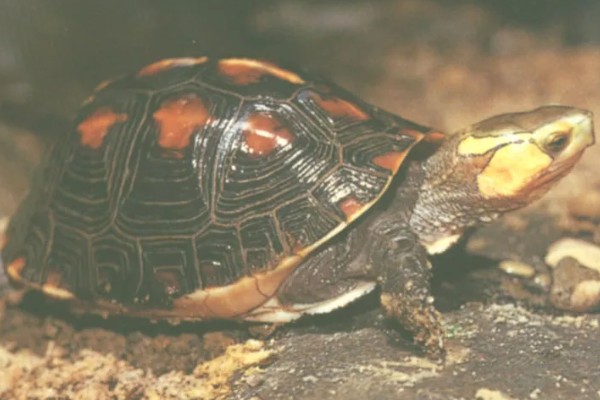 黄缘闭壳龟是什么龟，又被称为黄缘盒龟