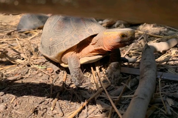 黄缘闭壳龟是什么龟，又被称为黄缘盒龟