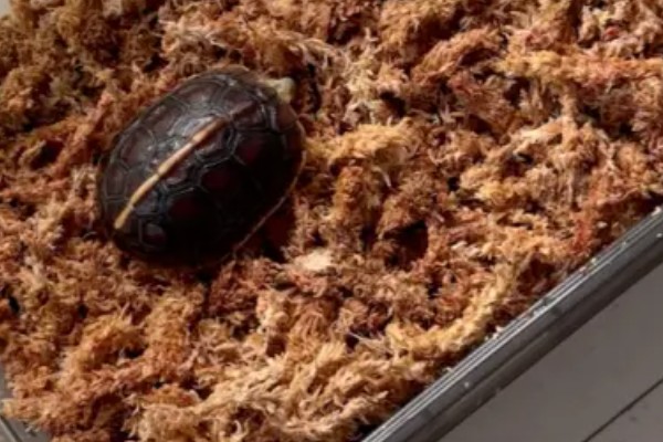 黄缘闭壳龟是什么龟，又被称为黄缘盒龟