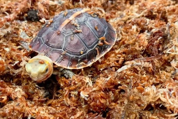 黄缘闭壳龟是什么龟，又被称为黄缘盒龟