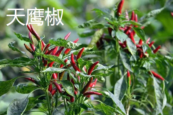 河北武强县的特产，有鲈鱼焖金饼、天鹰椒等