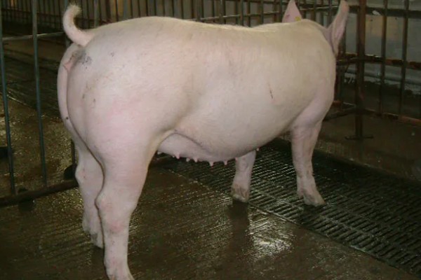 托佩克种猪的优缺点，其母性较强且产仔数量较多