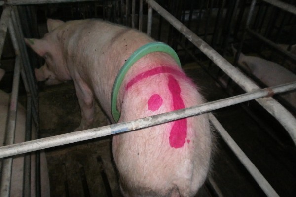 托佩克种猪的优缺点，其母性较强且产仔数量较多