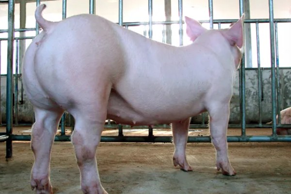 托佩克种猪的优缺点，其母性较强且产仔数量较多