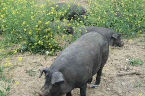 托佩克种猪的优缺点，其母性较强且产仔数量较多