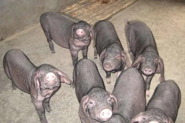 托佩克种猪的优缺点，其母性较强且产仔数量较多