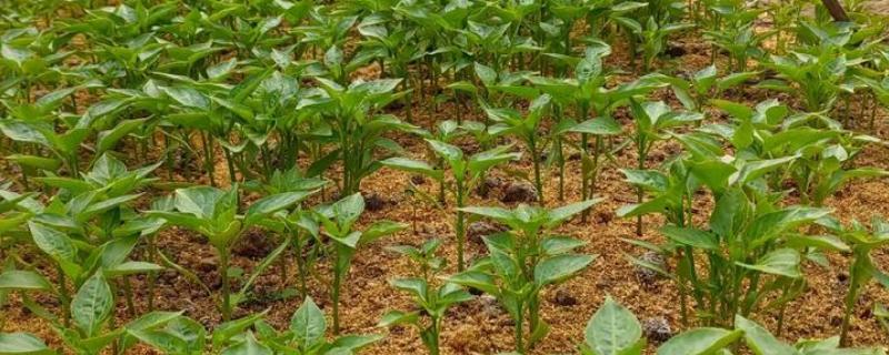 辣椒定植后为什么缓苗不良，定植过深、施肥不当都是常见原因