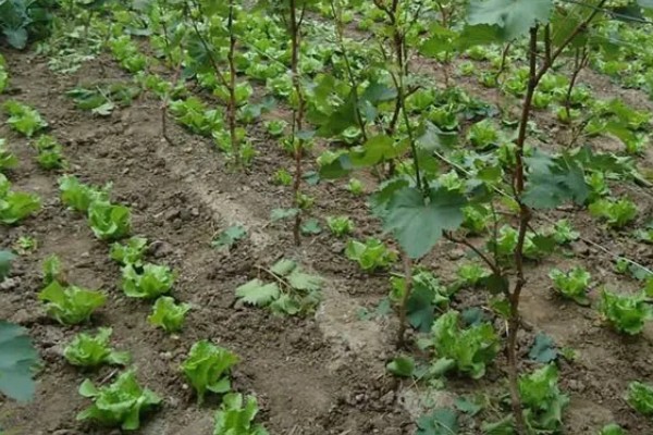 葡萄苗僵苗如何处理,出现积水要及时排水并翻松土壤