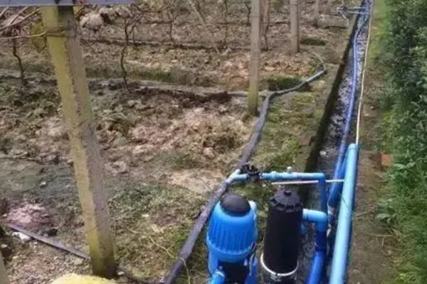 葡萄苗僵苗如何处理,出现积水要及时排水并翻松土壤