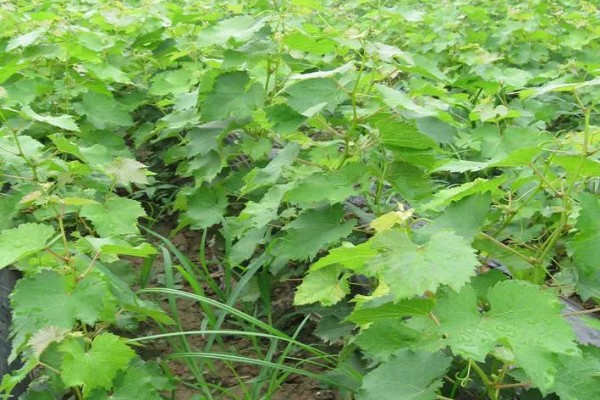 葡萄苗僵苗如何处理,出现积水要及时排水并翻松土壤