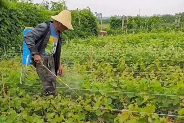 葡萄苗僵苗如何处理,出现积水要及时排水并翻松土壤