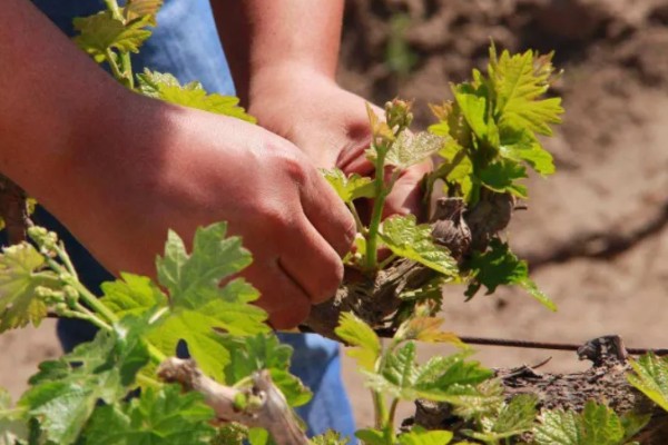 葡萄苗僵苗如何处理,出现积水要及时排水并翻松土壤