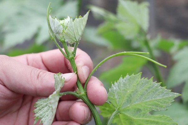 葡萄苗僵苗如何处理,出现积水要及时排水并翻松土壤