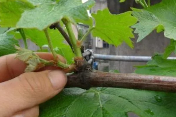 葡萄苗僵苗如何处理,出现积水要及时排水并翻松土壤