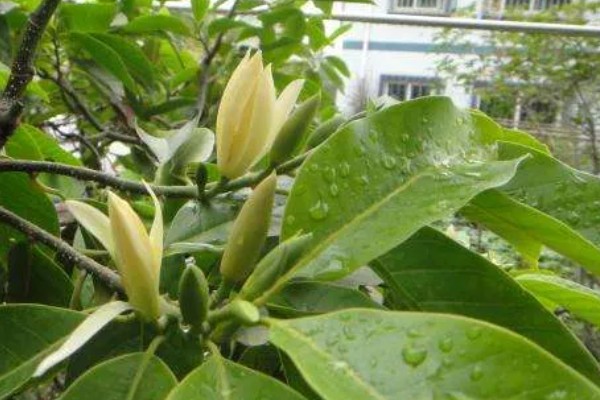 怎么养白兰花，放置在半阴的地方养护