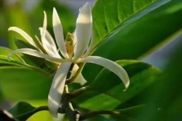 怎么养白兰花，放置在半阴的地方养护