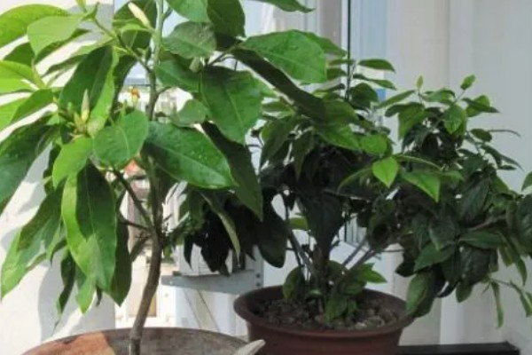 怎么养白兰花，放置在半阴的地方养护