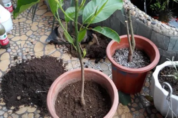 怎么养白兰花，放置在半阴的地方养护