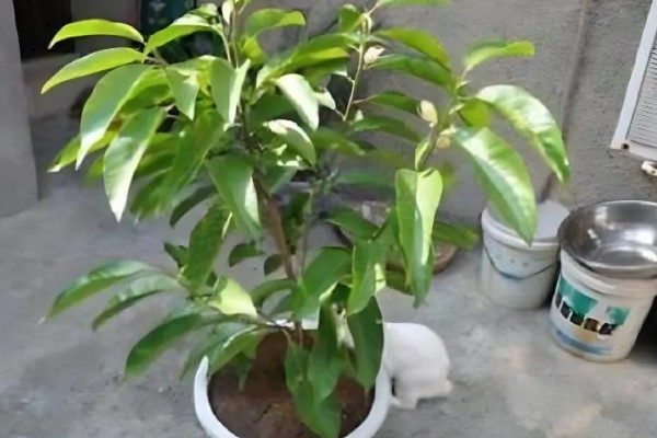 怎么养白兰花，放置在半阴的地方养护