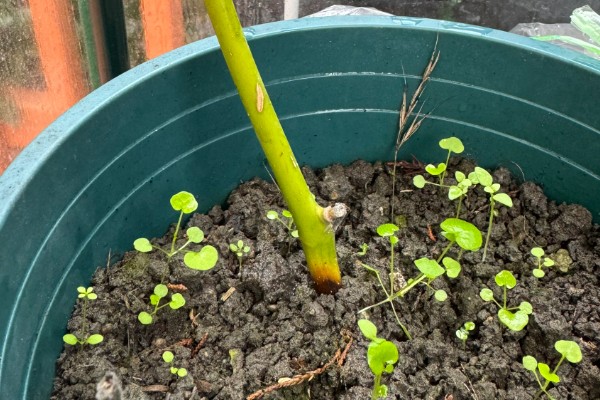 怎么养白兰花，放置在半阴的地方养护