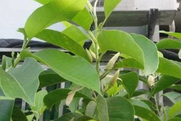 怎么养白兰花，放置在半阴的地方养护