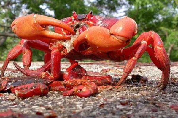 红蟹的品种介绍，一般是指圣诞岛红蟹