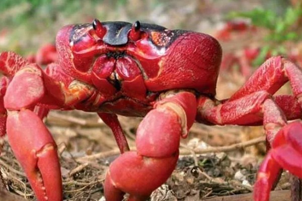 红蟹的品种介绍，一般是指圣诞岛红蟹