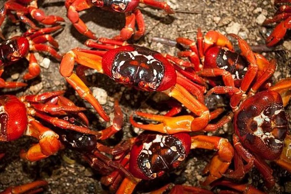 红蟹的品种介绍，一般是指圣诞岛红蟹