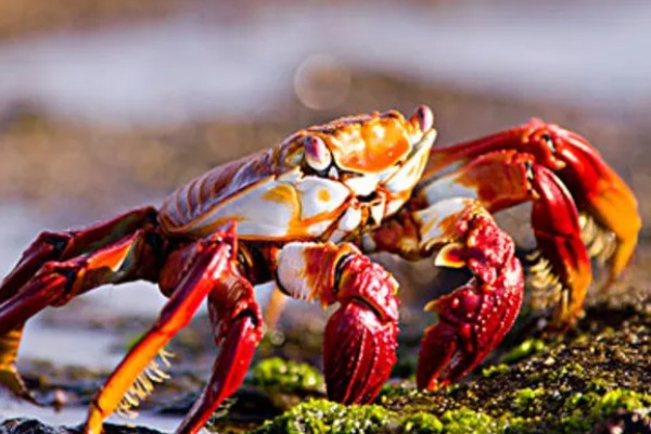 红蟹的品种介绍，一般是指圣诞岛红蟹