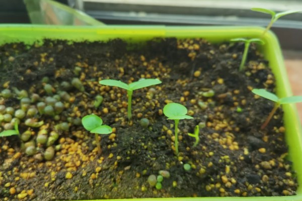 凤仙花的繁殖部位，种子繁殖的存活率较高