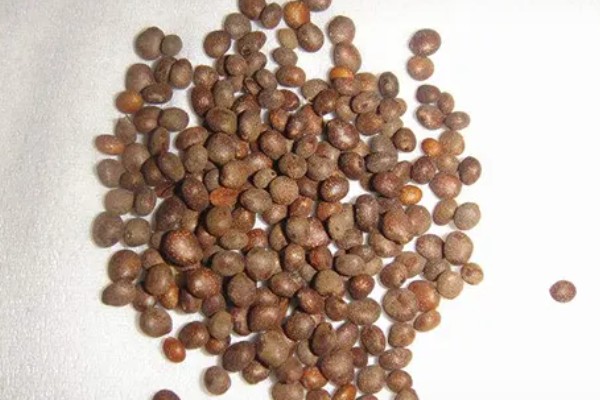 凤仙花的繁殖部位，种子繁殖的存活率较高