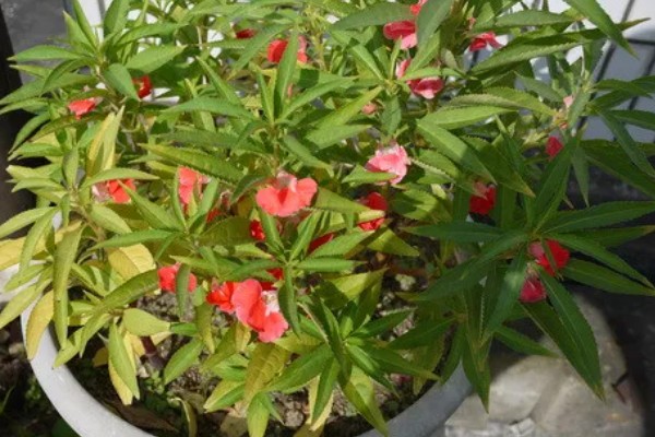 凤仙花的繁殖部位，种子繁殖的存活率较高