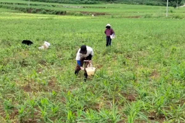 生姜如何施肥产量高，根据生姜需肥特点选用底肥